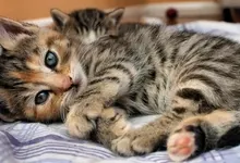 cats animals Art HD Wallpaper